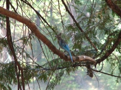 blue_bird.jpg