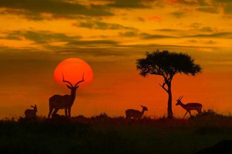 Kruger National Park, South Africa.jpg