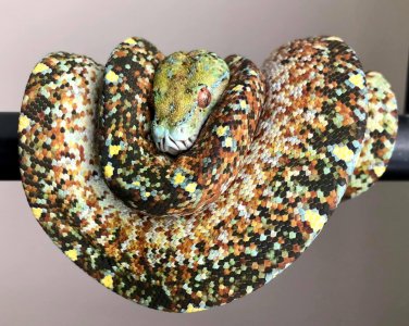 morph of the Green Tree Python.jpg