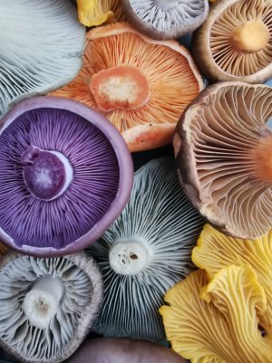 Norwegian mushrooms.jpg