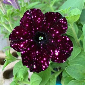 night sky petunia.jpg