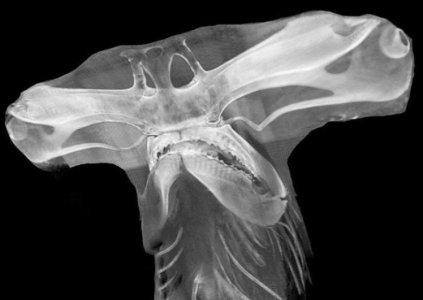 X-ray of hammerhead shark.jpg