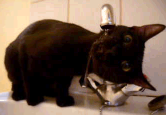 kittydrinking.gif