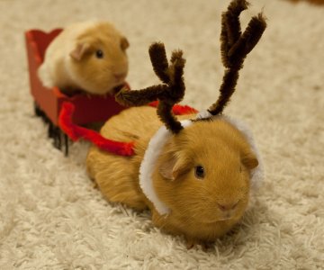 Guinea pig sleigh.jpg