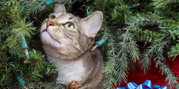 how-to-keep-cats-away-christmas-tree-1567707378.jpg