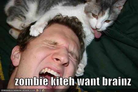 funny-pictures-zombie-kitten-cat.jpg