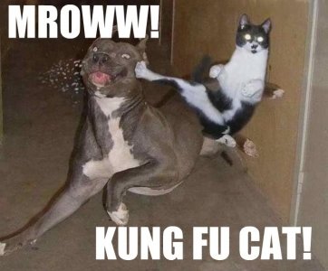 funny-pictures-of-cats-dot-info-341.jpg