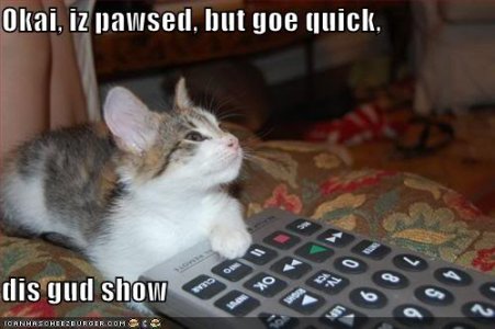 funny-pictures-cat-paused-the-tv-so.jpg