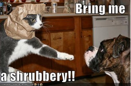 funny-pictures-cat-dog-paper-bag-shrubbery-holy-grail.jpg