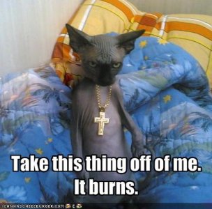 funny-pictures-cat-does-not.jpeg