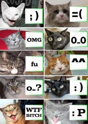 FunnyCatsChart.jpg