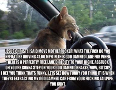 funnyswearingcat.jpg