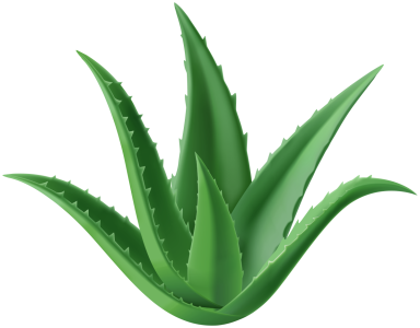 Aloe_Vera_Plant_PNG_Clipart scaled down.png