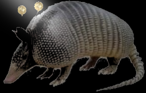 armadillo.picture.png